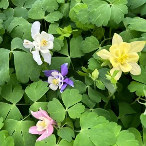 Aquilegia Canadensis 'Columbine Mix' Live Plant - 3.5