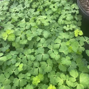 Aquilegia Canadensis 'Columbine Mix' Live Plant - 3.5