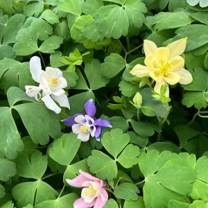 Aquilegia Canadensis 'Columbine Mix' Live Plant - 3.5
