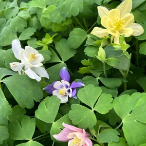 Aquilegia Canadensis 'Columbine Mix' Live Plant - 3.5