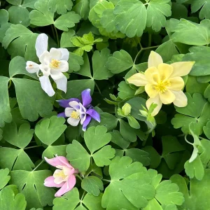Aquilegia Canadensis 'Columbine Mix' Live Plant - 3.5