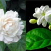 Arabian & Common Jasmine Live Plant Set, 10" Height, Fragrant White Flowers, Indoor/Outdoor - Image 1