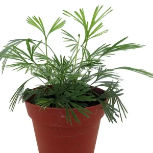 Arabian Eyelash Fern Live Plant - Actiniopteris semiflabellatta - 4