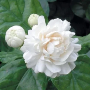 Arabian Jasmine Live Plant – 15" Tall Fragrant White Flowers - Image 1