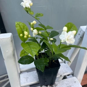 Arabian Jasmine Live Plant - Double Flower Mogra, Jasminum sambac, 4 inch Pot - Image 2