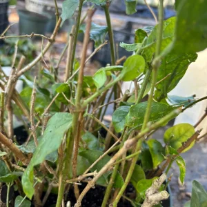 Arabian Jasmine Live Plant - Double Flower Mogra, Jasminum sambac, 4 inch Pot - Image 6