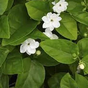 Arabian Jasmine Live Plant – Fragrant White Blooms – Half Gallon Pot - Image 3
