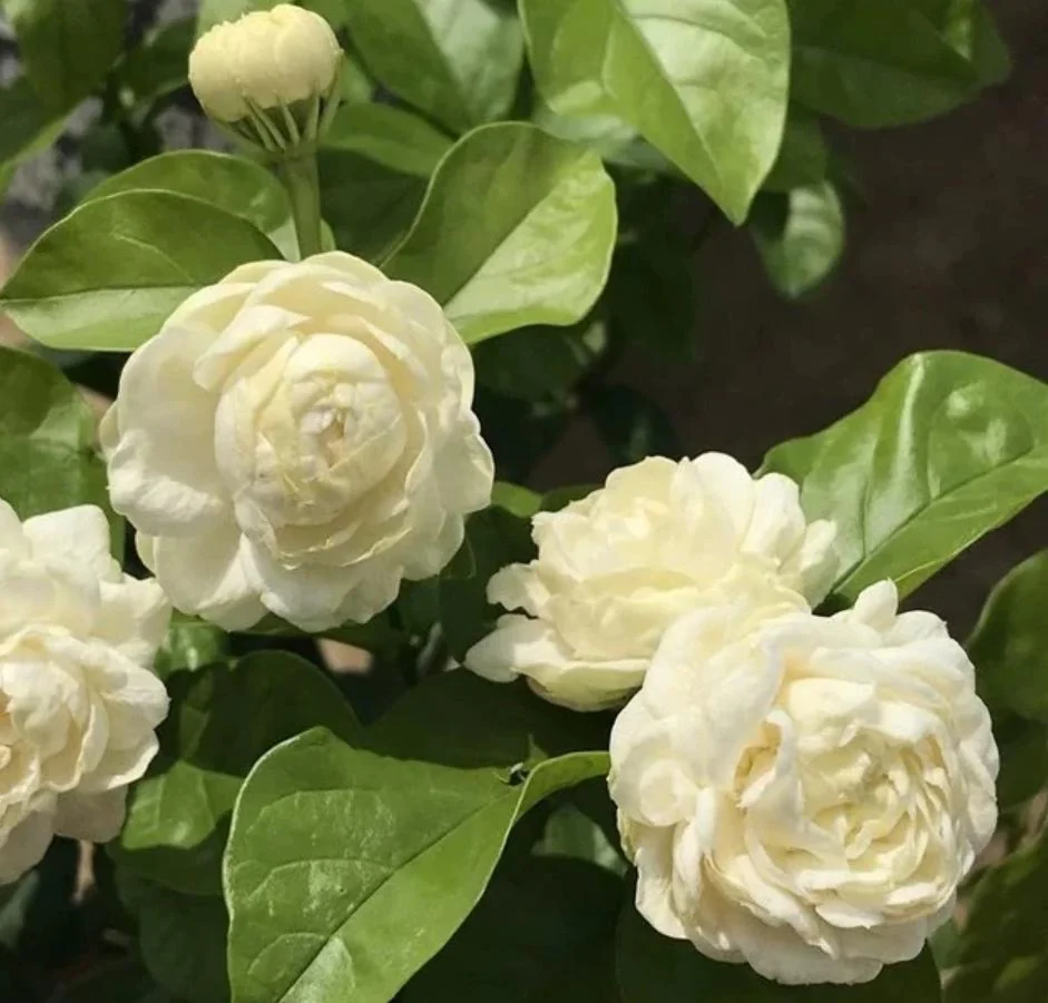Arabian Jasmine Live Plant - Grand Duke - 8" Tall in 3.5" Pot - Fragrant Indoor/Outdoor - Image 10
