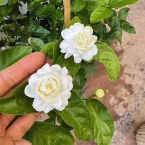 Arabian Jasmine Live Plant - Grand Duke - 8" Tall in 3.5" Pot - Fragrant Indoor/Outdoor - Image 2