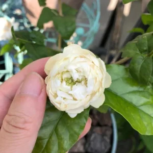 Arabian Jasmine Live Plant - Grand Duke - 8