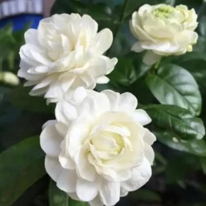 Arabian Jasmine Live Plant - Grand Duke - 8" Tall in 3.5" Pot - Fragrant Indoor/Outdoor - Image 1