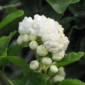 Arabian Jasmine Live Plant - Grand Duke - 8