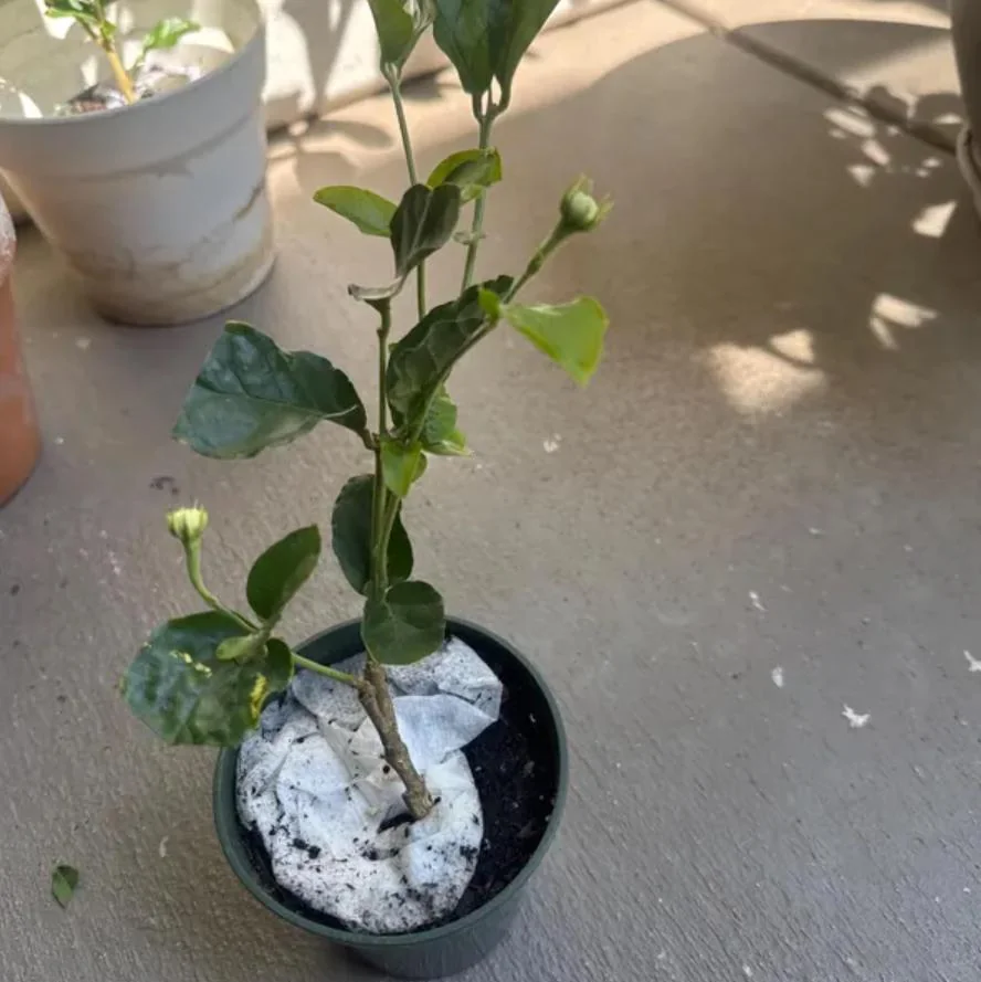 Arabian Jasmine Live Plant - Grand Duke - 8" Tall in 3.5" Pot - Fragrant Indoor/Outdoor - Image 5