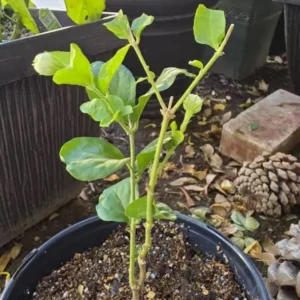 Arabian Jasmine Live Plant - Grand Duke - 8