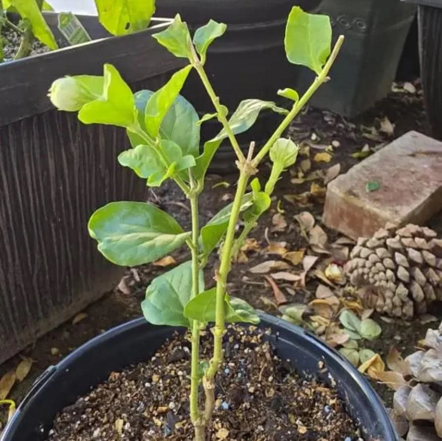 Arabian Jasmine Live Plant - Grand Duke - 8" Tall in 3.5" Pot - Fragrant Indoor/Outdoor - Image 6