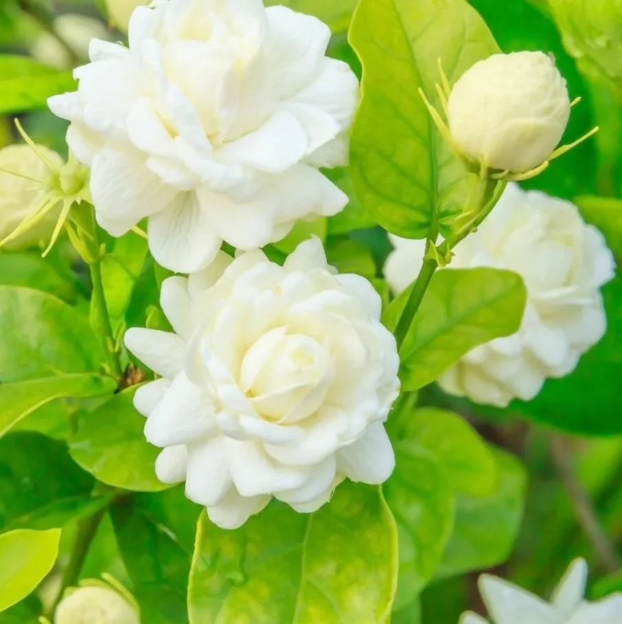 Arabian Jasmine Live Plant - Grand Duke - 8" Tall in 3.5" Pot - Fragrant Indoor/Outdoor - Image 7