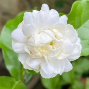 Arabian Jasmine Live Plant - Grand Duke - 8