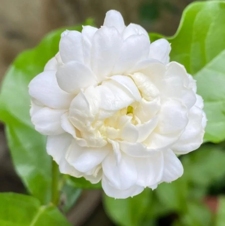 Arabian Jasmine Live Plant - Grand Duke - 8" Tall in 3.5" Pot - Fragrant Indoor/Outdoor - Image 8