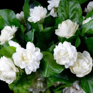 Arabian Jasmine Live Plant - Grand Duke - 8