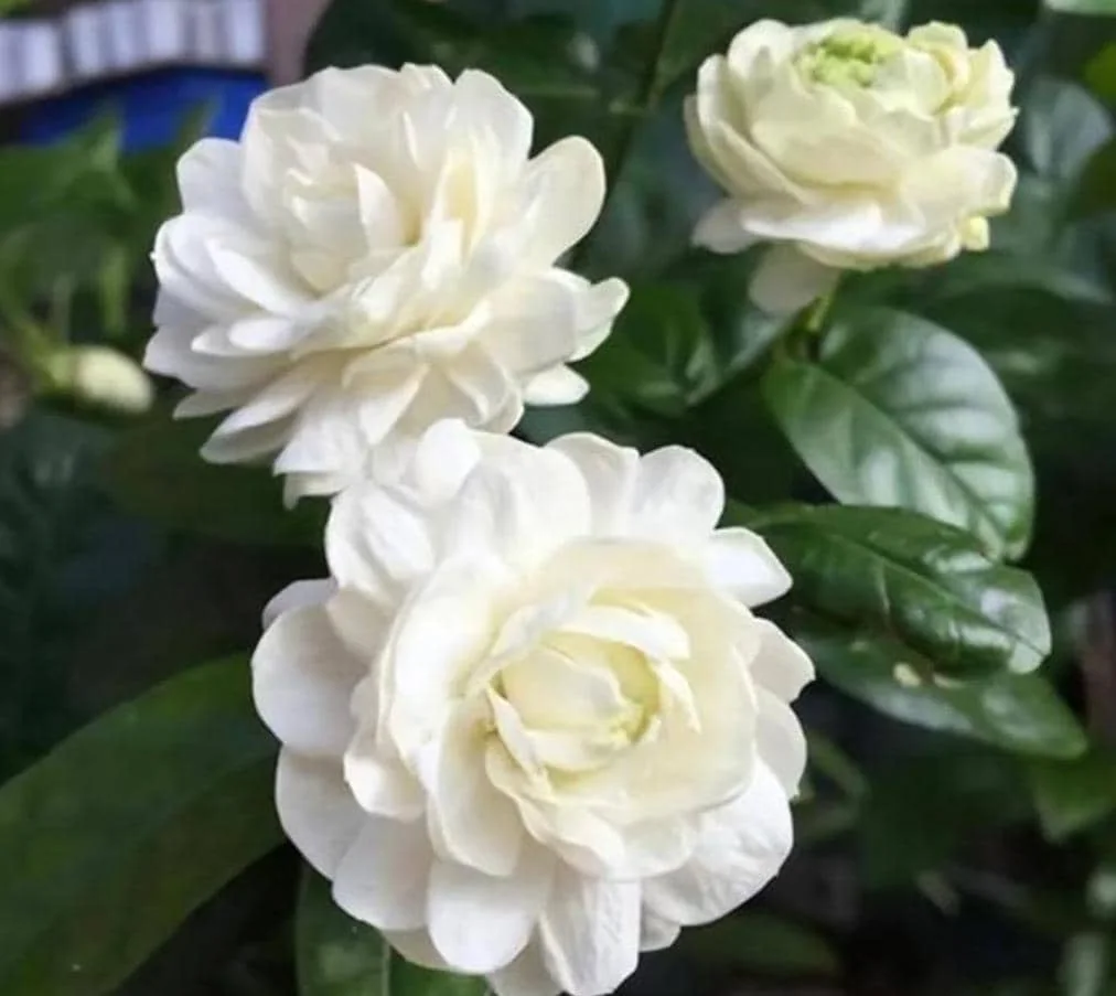 Arabian Jasmine Live Plant - Grand Duke - 8" Tall in 3.5" Pot - Fragrant Indoor/Outdoor - Image 1