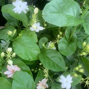Arabian Jasmine Live Plant (Jasminum Sambac) - Fragrant Single White Flower - Image 4