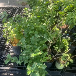 Arabian Jasmine Live Plant (Jasminum Sambac) - Fragrant Single White Flower - Image 8