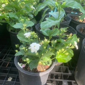 Arabian Jasmine Plant (Jasminum Sambac) - Fragrant Live Plant - Single Flower - Image 3