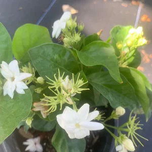 Arabian Jasmine Plant (Jasminum Sambac) - Fragrant Live Plant - Single Flower - Image 1