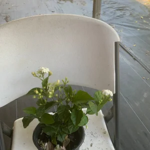 Arabian Jasmine Plant (Jasminum Sambac) - Fragrant Live Plant - Single Flower - Image 5