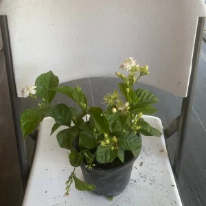 Arabian Jasmine Plant (Jasminum Sambac) - Fragrant Live Plant - Single Flower - Image 6