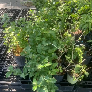 Arabian Jasmine Plant (Jasminum Sambac) - Fragrant Live Plant - Single Flower - Image 8