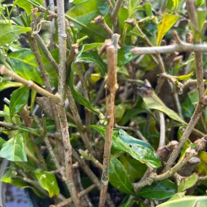 Arabian Jasmine Plant (Jasminum Sambac) - Fragrant Live Plant - Single Flower - Image 9