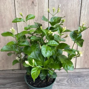 Arabian Jasmine Plant - Live Sambac Jasmine, Fragrant White Flowers, 4-6 inch Pot, Indoor/Outdoor - Image 3