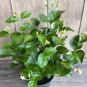 Arabian Jasmine Plant - Live Sambac Jasmine, Fragrant White Flowers, 4-6 inch Pot, Indoor/Outdoor - Image 4