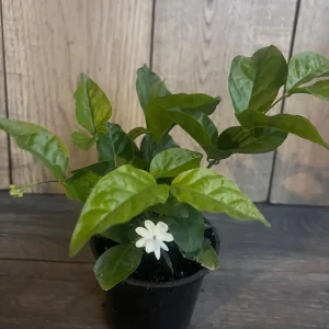Arabian Jasmine Plant - Live Sambac Jasmine, Fragrant White Flowers, 4-6 inch Pot, Indoor/Outdoor - Image 9
