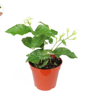 Arabian Jasmine Sambac Live Plant – 4 inch Pot – Fragrant Indoor/Outdoor Shrub - Image 2