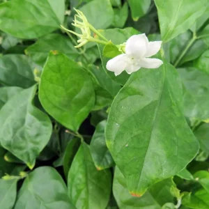 Arabian Tea Jasmine Plant Maid of Orleans Live Plant 4 inch Pot Indoor/Outdoor - Image 3