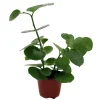 Arabian Wax Ivy Live Plant - Cissus Rotundifolia - 4 inch Pot - Houseplant - Image 1