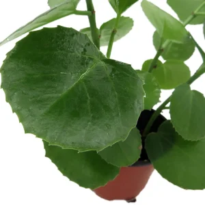 Arabian Wax Ivy Live Plant - Cissus Rotundifolia - 4 inch Pot - Houseplant - Image 3