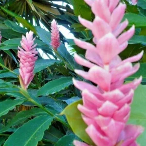 Arabic Ginger Alpinia Purpurata Live Plant Rhizome - Fast Growing Tropical Flower - Image 2