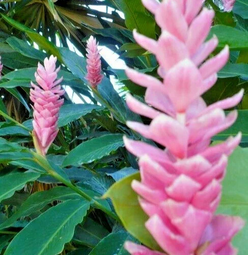 Arabic Ginger Alpinia Purpurata Live Plant Rhizome - Fast Growing Tropical Flower - Image 2