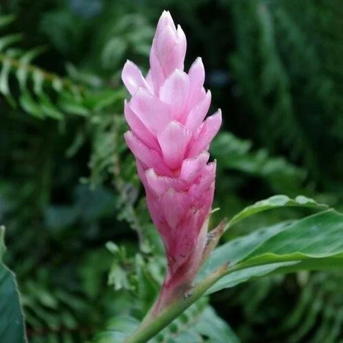 Arabic Ginger Alpinia Purpurata Live Plant Rhizome - Fast Growing Tropical Flower - Image 1