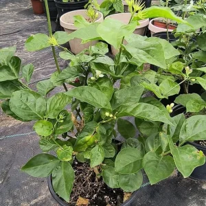 Arabic Jasmine Live Bush Plant – 4 inch Pot – Fragrant Indoor/Outdoor - Image 2