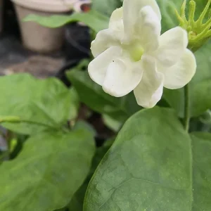 Arabic Jasmine Live Bush Plant – 4 inch Pot – Fragrant Indoor/Outdoor - Image 3