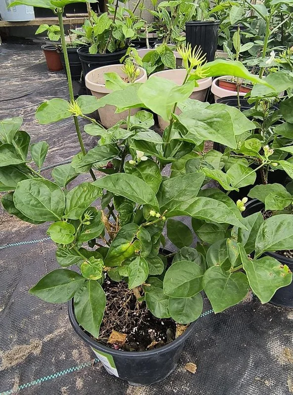 Arabic Jasmine Live Bush Plant – Fragrant Shrub in 0.5 Gallon Pot, Outdoor - Image 2