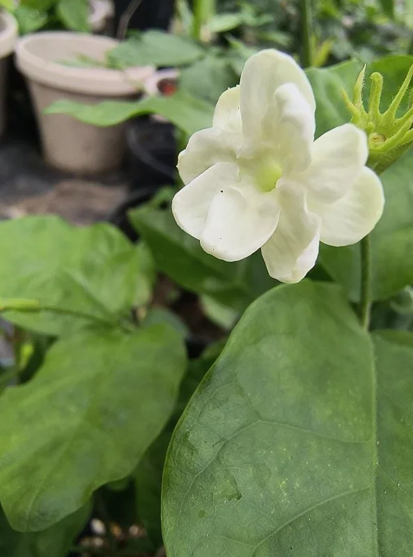 Arabic Jasmine Live Bush Plant – Fragrant Shrub in 0.5 Gallon Pot, Outdoor - Image 3