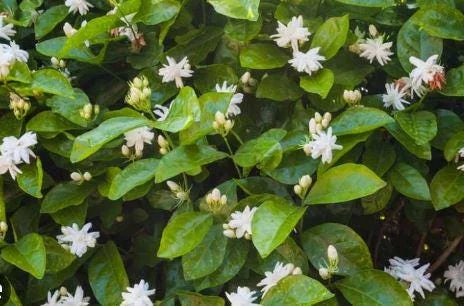 Arabic Jasmine Live Bush Plant – Fragrant Shrub in 0.5 Gallon Pot, Outdoor - Image 4