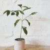 Arabica Coffee Live Plant - 1-2 Ft Tall, Ships in 6" Pot - Indoor/Outdoor - Image 1