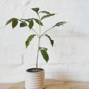 Arabica Coffee Live Plant - 1-2 Ft Tall, Ships in 6