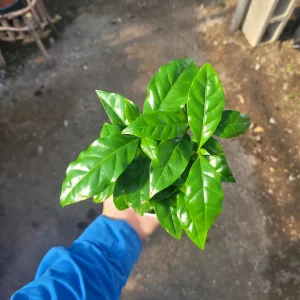 Arabica Coffee Live Plant 4 inch Pot - Indoor Houseplant - Image 2